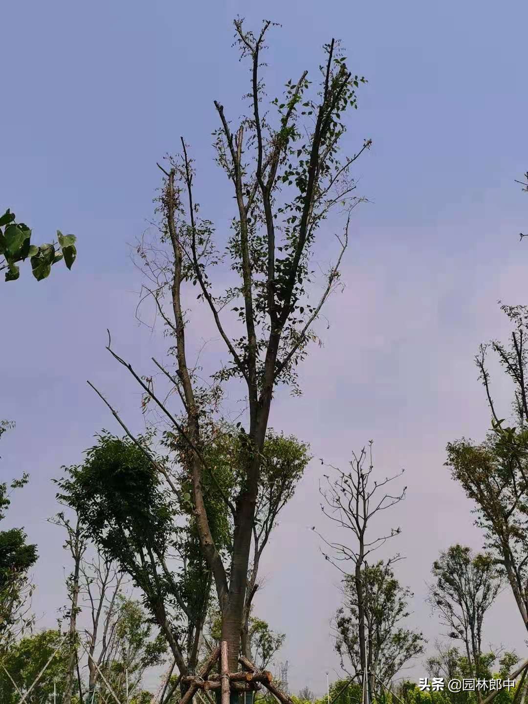 苗木回芽如何补救,苗木枯死部位如何处理