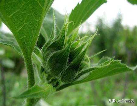 向日葵生长阶段怎么管理,向日葵的四个阶段