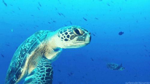 有趣的海龟是怎么样的,海龟特点与有趣之处