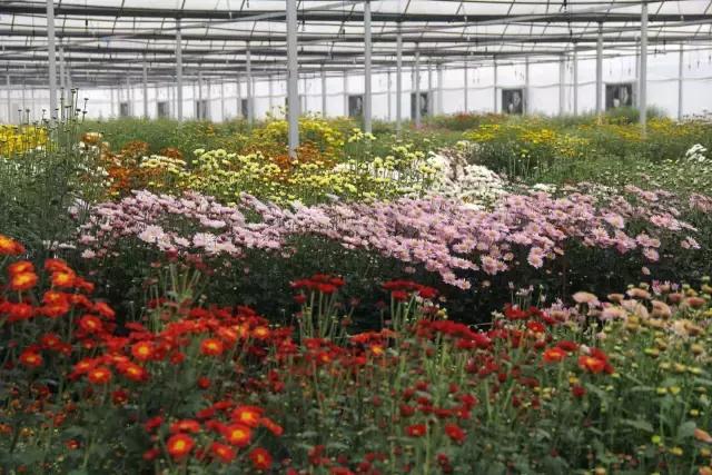 生态农业创业项目分析,休闲农业创业的案例与分析