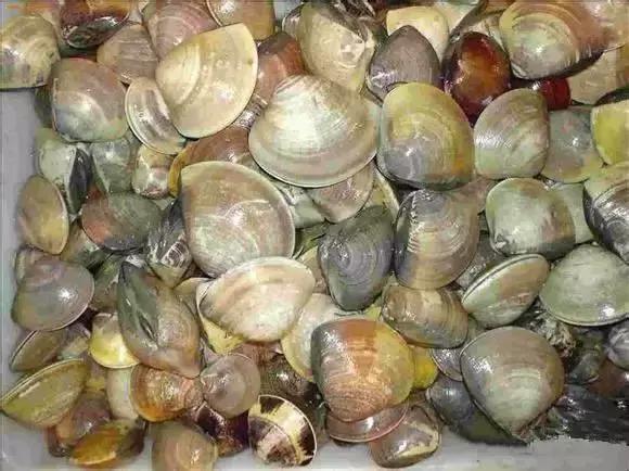 宁波一渔民整理海鲜大全,宁波最全的海鲜