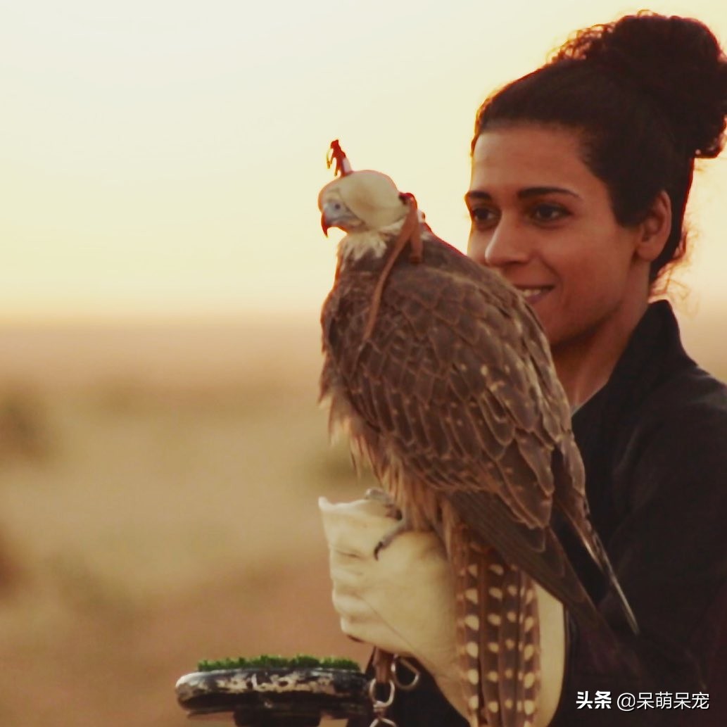 世界上最贵的宠物,世界上最有钱的宠物是什么