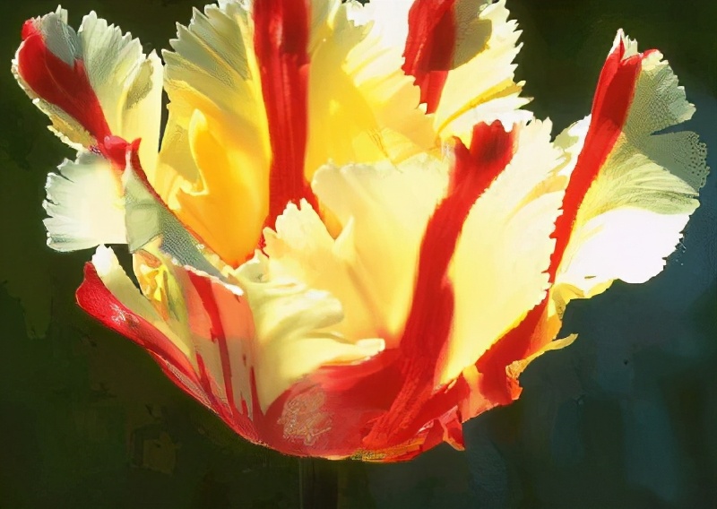 世界各国的国花和国树是什么,世界各国国花大开眼界美到爆