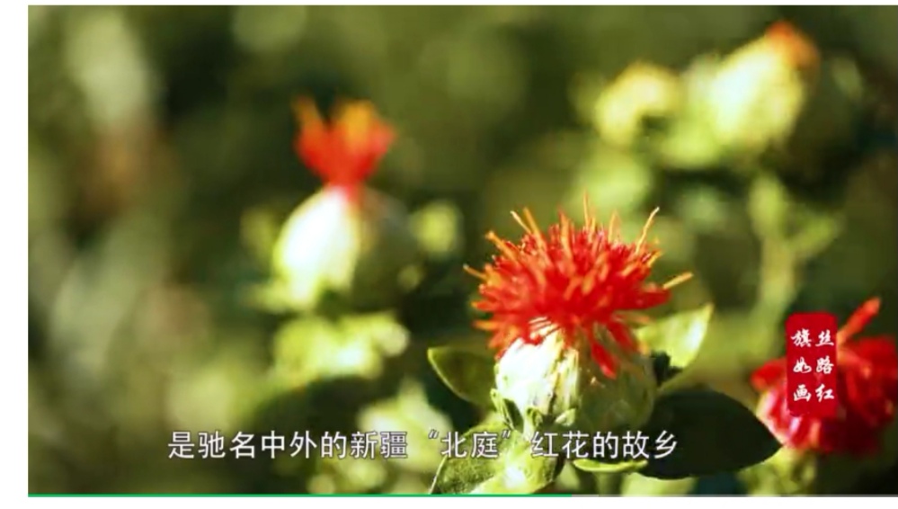 【跋涉边境亲吻祖国】58、奇台：红花似火的边境县…