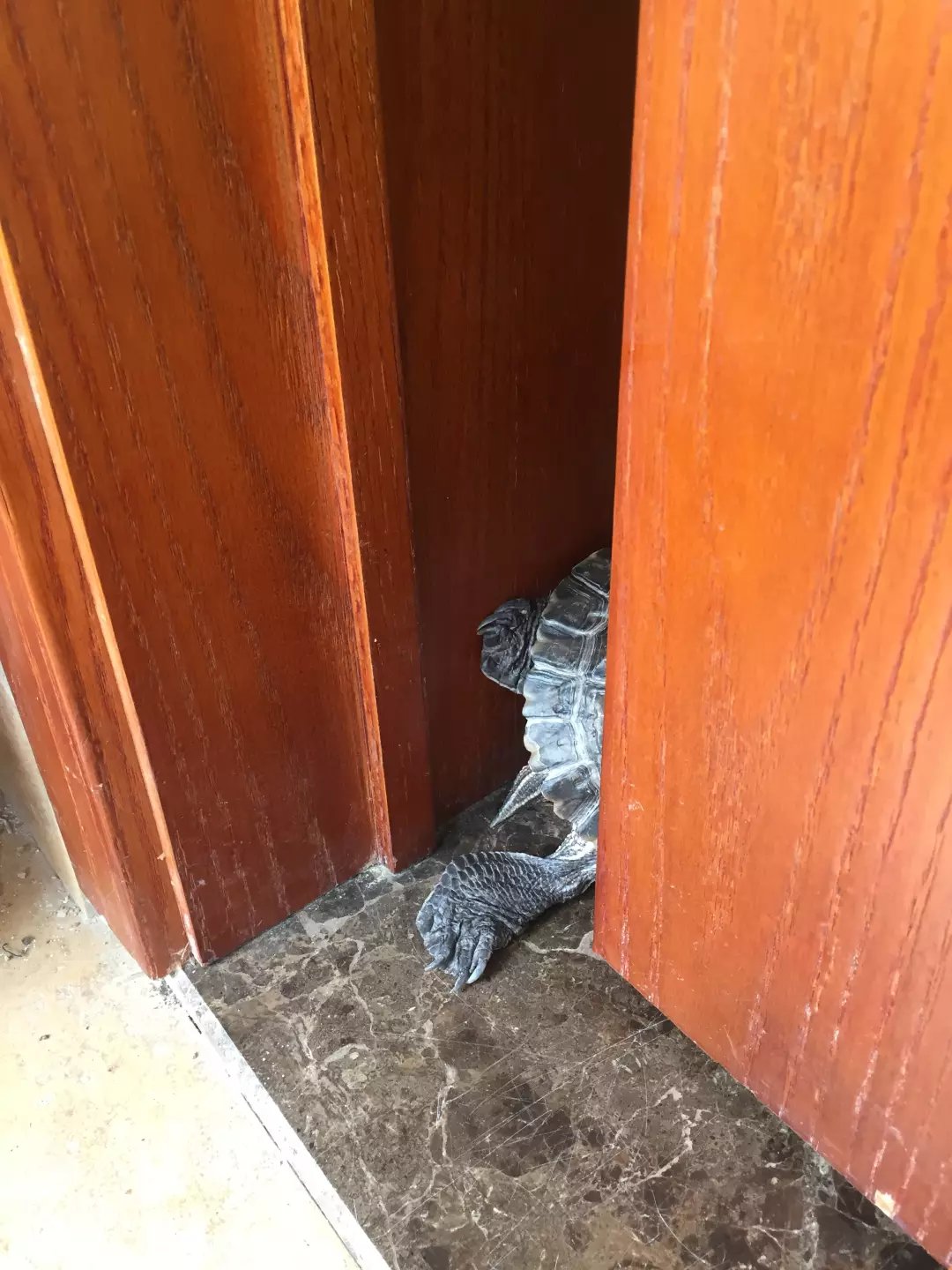 日本老人养一只大乌龟,养12年的大乌龟被找到