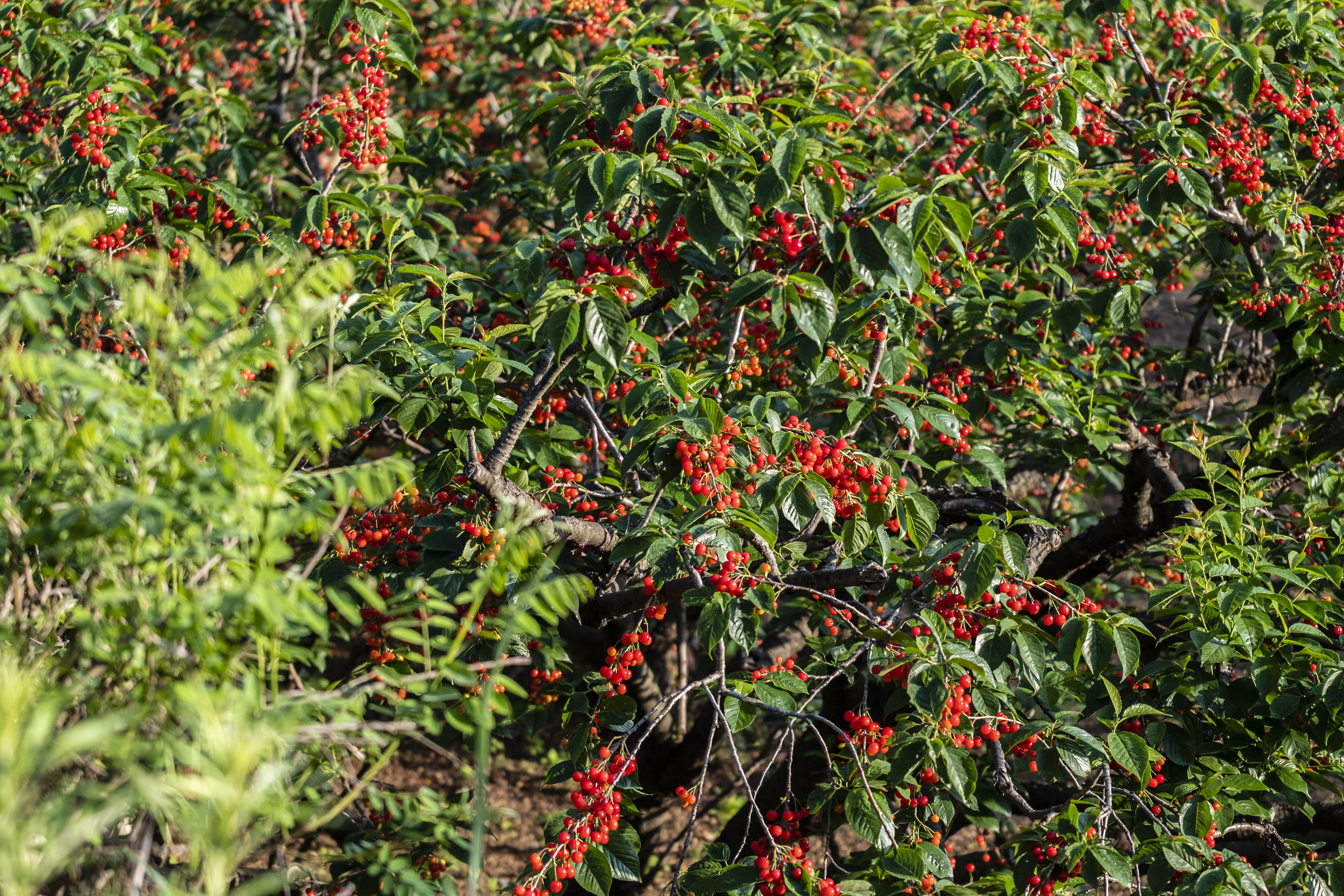 小樱桃缩果病,小樱桃的病后来是怎么治疗好的
