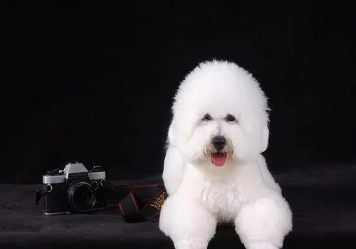 比熊去泪痕哪款牌子狗粮比较好,比熊吃什么牌子狗粮才没有泪痕