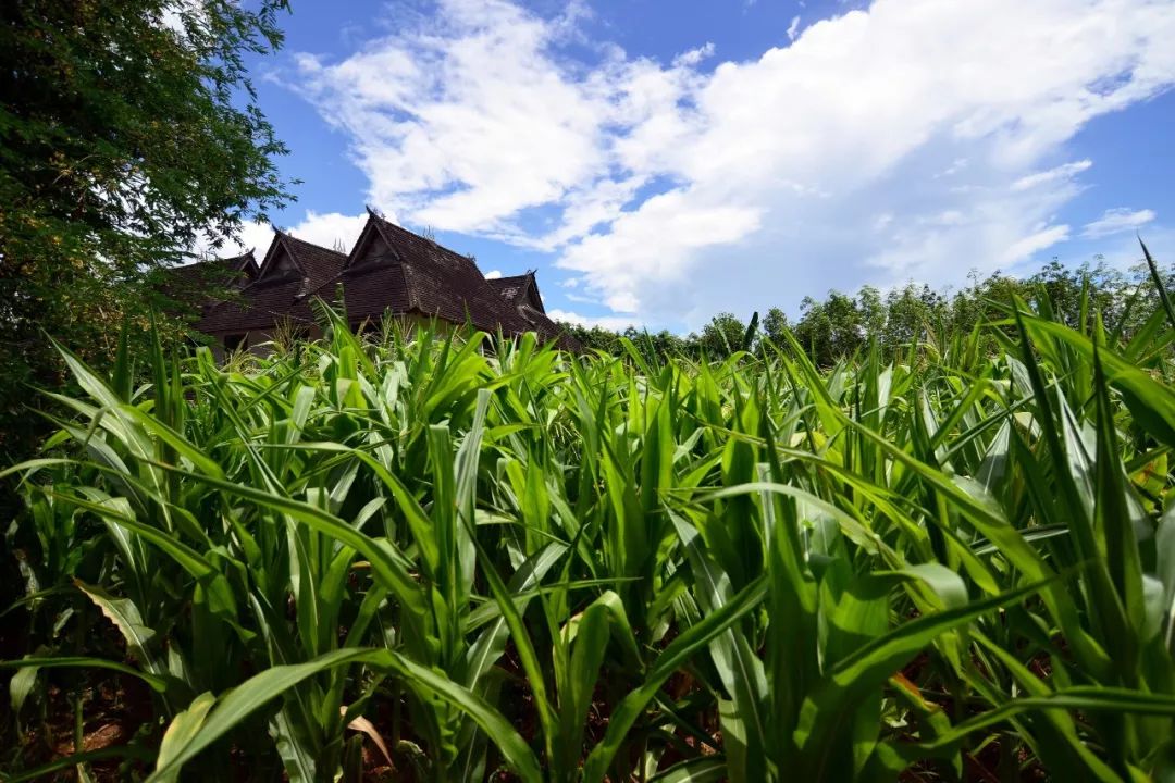 向往的生活第四季西双版纳第一集,向往的生活第四季西双版纳拍摄地