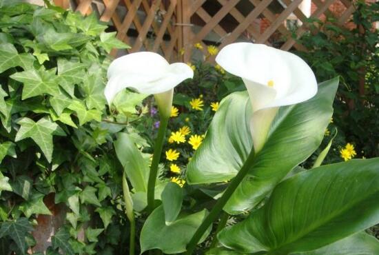 水养马蹄莲花朵发黄焦边干枯,夏天马蹄莲叶子发黄解决办法