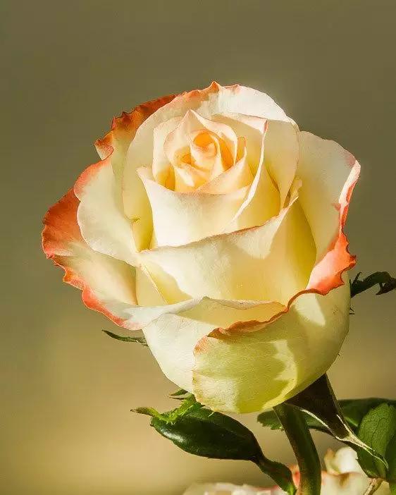 至爱之花,至爱之花歌曲