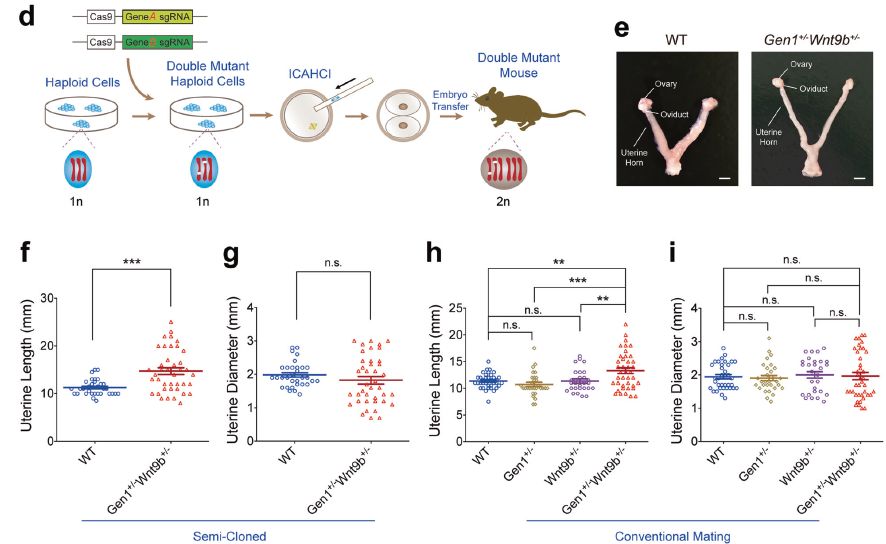 中国科研团队破解百年未解之谜,攻克人类基因缺陷