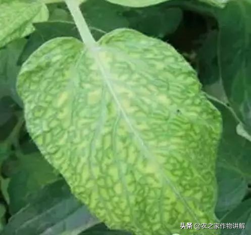 西红柿着色不均预防,大棚西红柿裂口并腐烂是什么原因