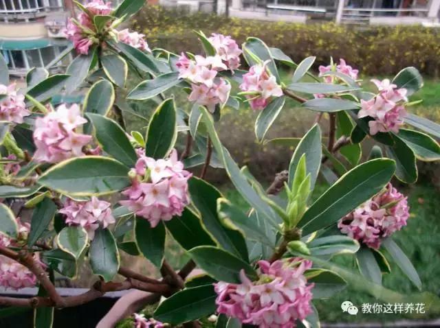 净化空气的十种花,家里养这4种花清新怡人