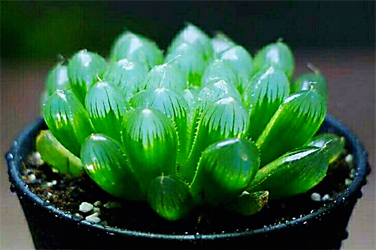 冰灯玉露多肉,冰灯玉露多肉植物