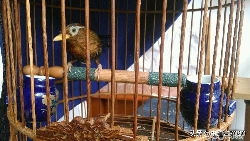 天津二虎桥鸟市,天津老鸟市原址在哪