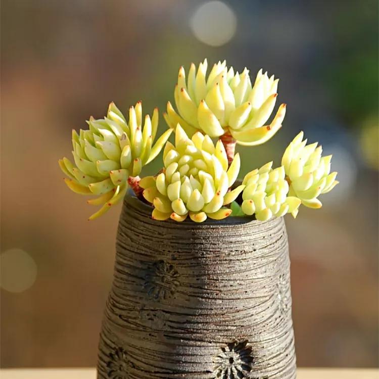 养越久越值钱的植物,养个潜力股