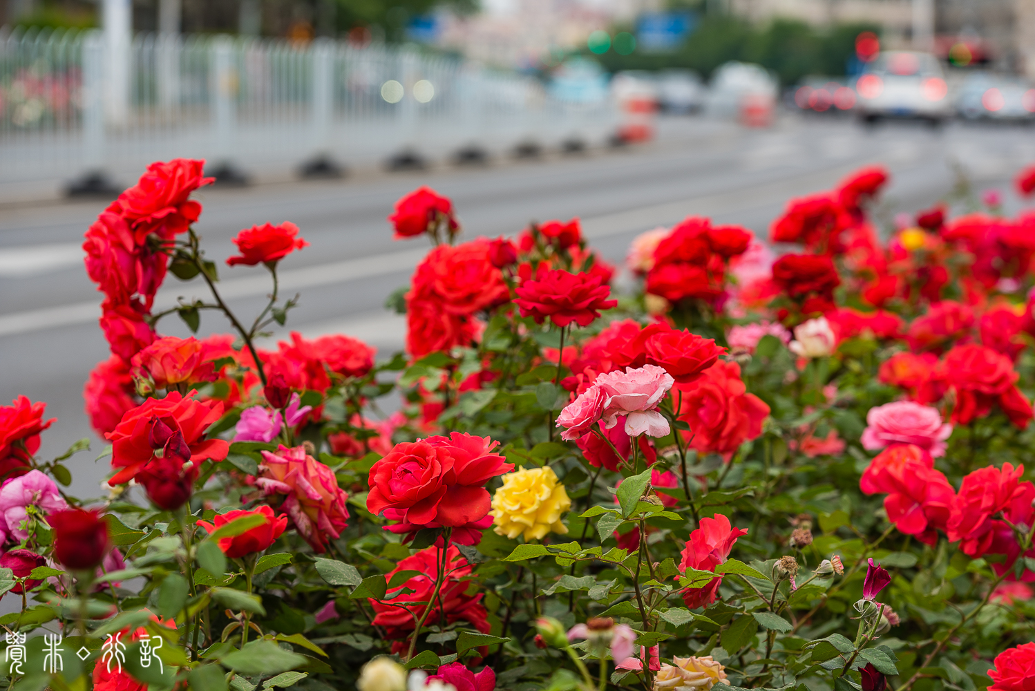 月季花中国特有品种,从中国运到欧洲的四种月季