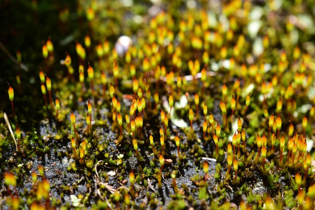 吃毒菇、睡蛇窝,只为挖一堆草,这个重庆博士要做当代神农