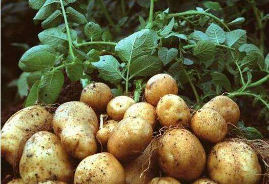 野生马铃薯和栽培马铃薯的比较,马铃薯种植技术与方法