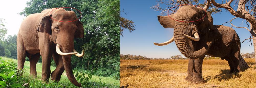 原来大象还有亚洲非洲之分，你是否知道这其中的区别