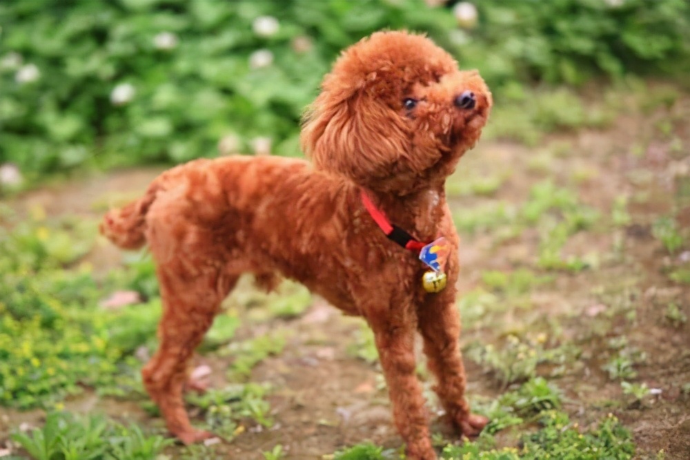 泰迪总爱“舔”你？也许它想告诉你这些事