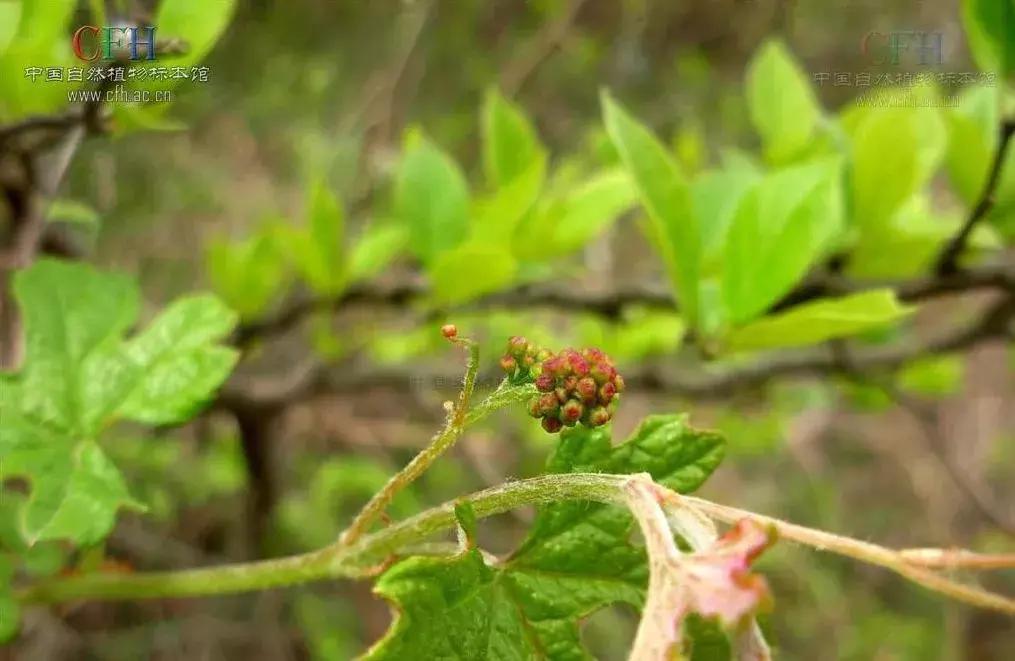 生僻字是抖音什么时候火的,抖音最火生僻字怎么唱