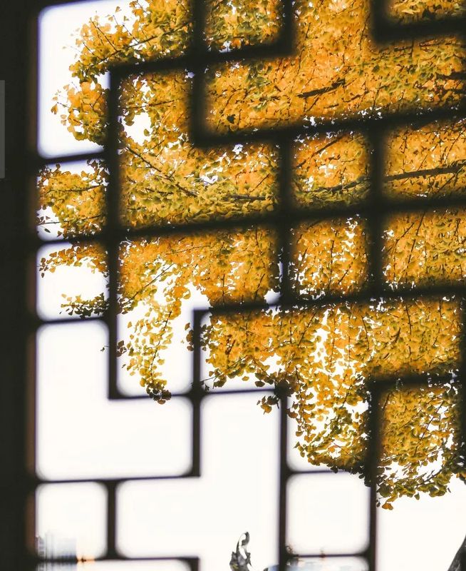 秋季落叶绝美诗句带赏析,有关秋天黄叶的诗句古诗词