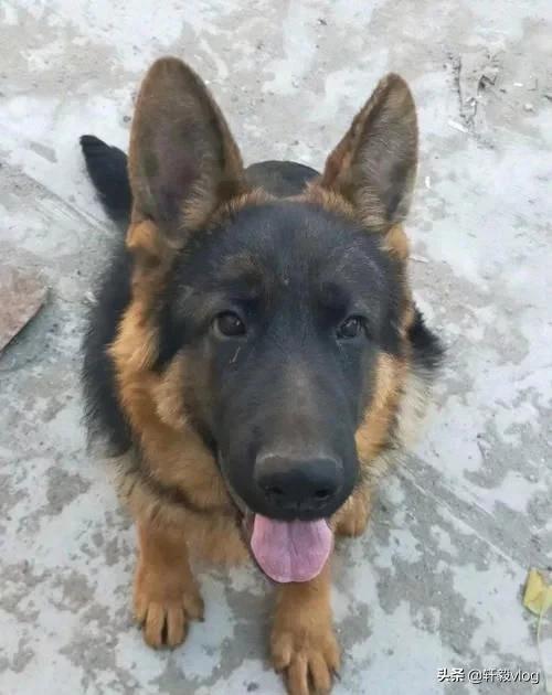 德牧一般几个月就知道看门了,德牧看门