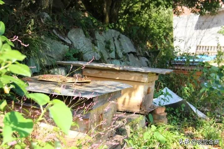 大山深处坚守42年养蜂人,金寨土蜜蜂养殖
