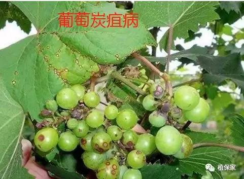 炭疽病怎么来的,炭疽病症状如何预防