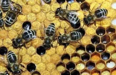各种土法养中蜂大全,养中蜂知识和方法土养