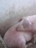 猪瘟和弓形体病的区别在哪里,各种猪病解剖诊断图非瘟