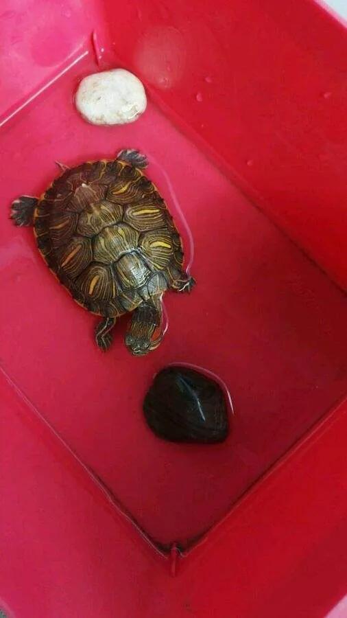 治龟最好的特效药,治疗龟病最好的中药