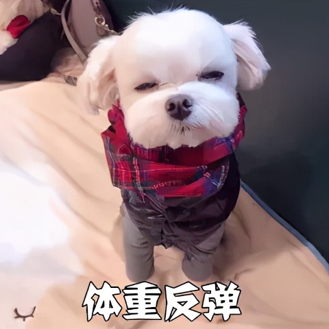 减肥后又反弹了应该怎么减,减肥期间便秘体重反弹