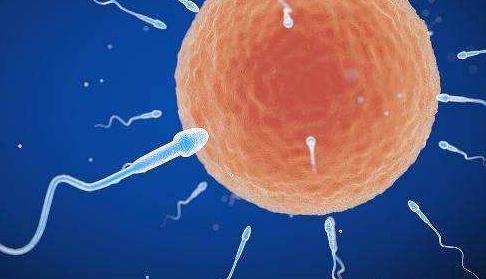 在女性体内,那些没遇到小蝌蚪的卵子去哪了?答应我,害羞也要看