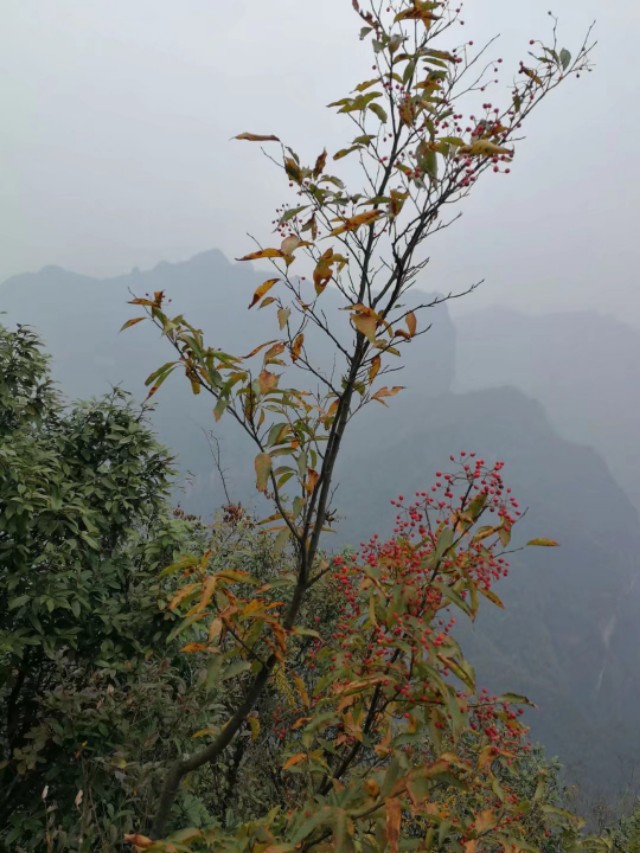 天门山一个人旅游,天门山的特别之处