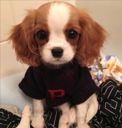 小型犬都容易得皮肤病吗,小型犬都有基因缺陷