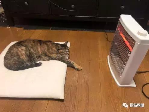 猫咪的怪癖铲屎官你们都知道吗,铲屎官养的猫咪有多厉害