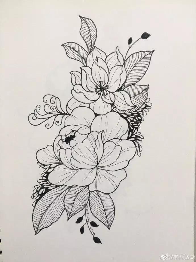 高级线描画花卉大全,花卉线描100种