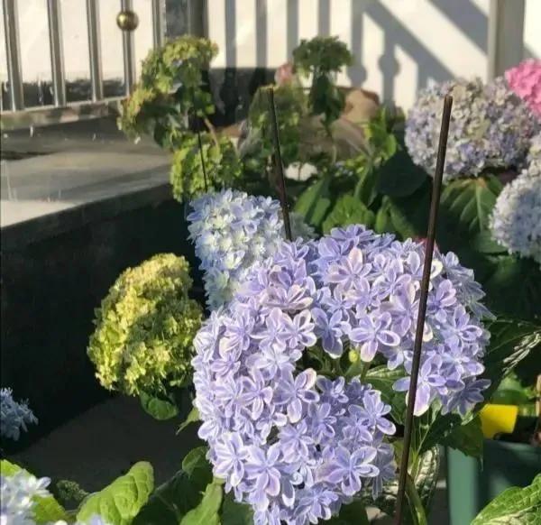 绣球花大苗新品种,春季开花的绣球花品种