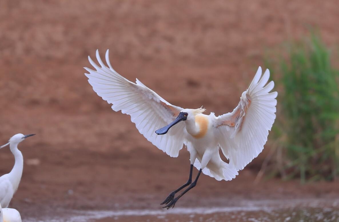 全球十大濒危物种,2024年国家珍贵濒危鸟类