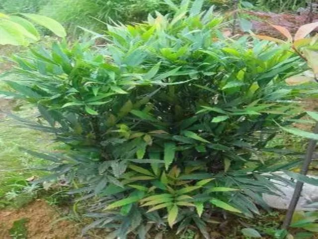 整合——28种青草药,赶快收藏备用!