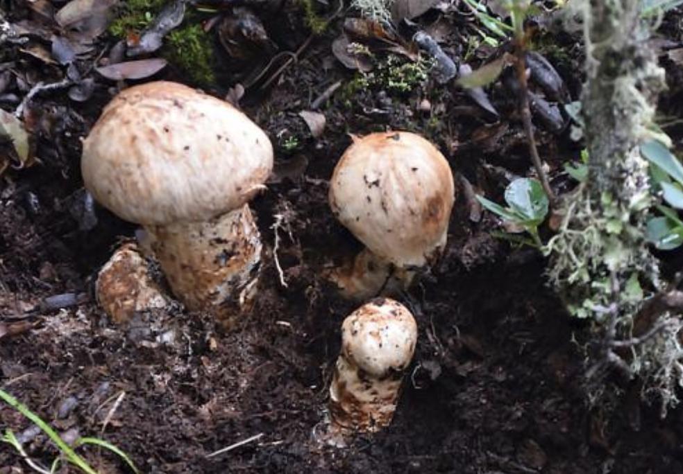 松茸是国家几级保护品种,松茸是二级珍稀菌吗