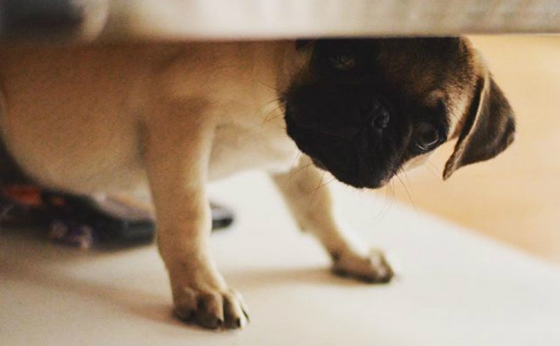 狗狗防卫状态咬主人,狗狗躲起来去抓它居然想咬主人