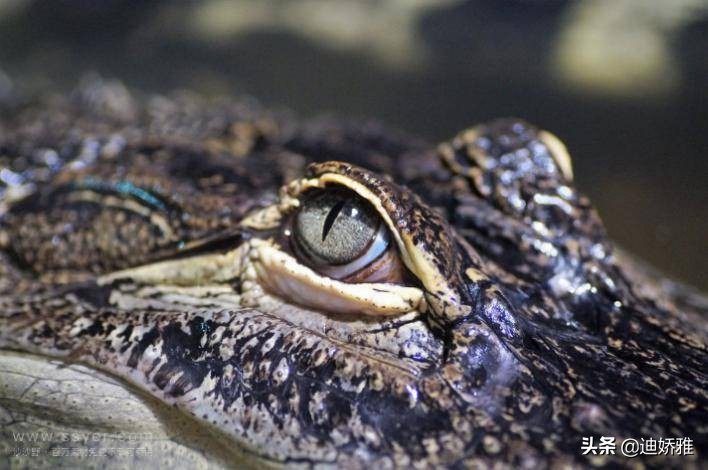 关于鳄鱼的知识和秘密,鳄鱼冷知识科普