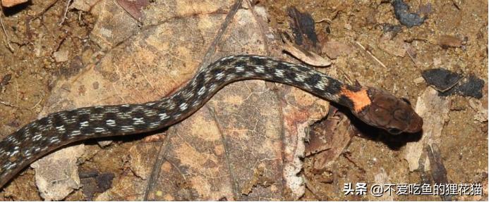 带你认识我国分布的劲槽蛇属蛇类，虎斑颈槽蛇遍布祖国大江南北