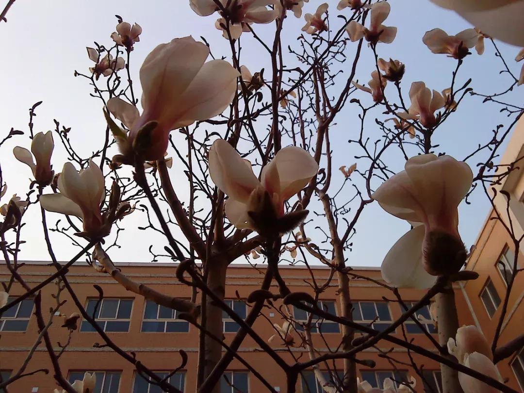 天津市41中学高中好吗,天津市所有普通高级中学排名