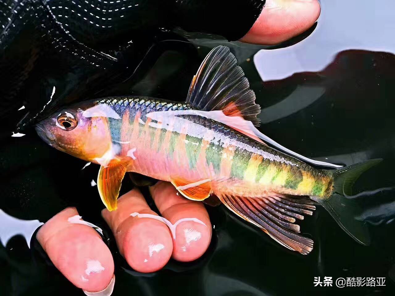 150以内路亚微物ul竿推荐,路亚微物竿200元以内良心竿