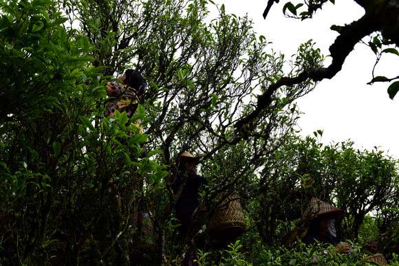 别再被骗了这才是正宗福鼎白茶,云南正宗滇红茶