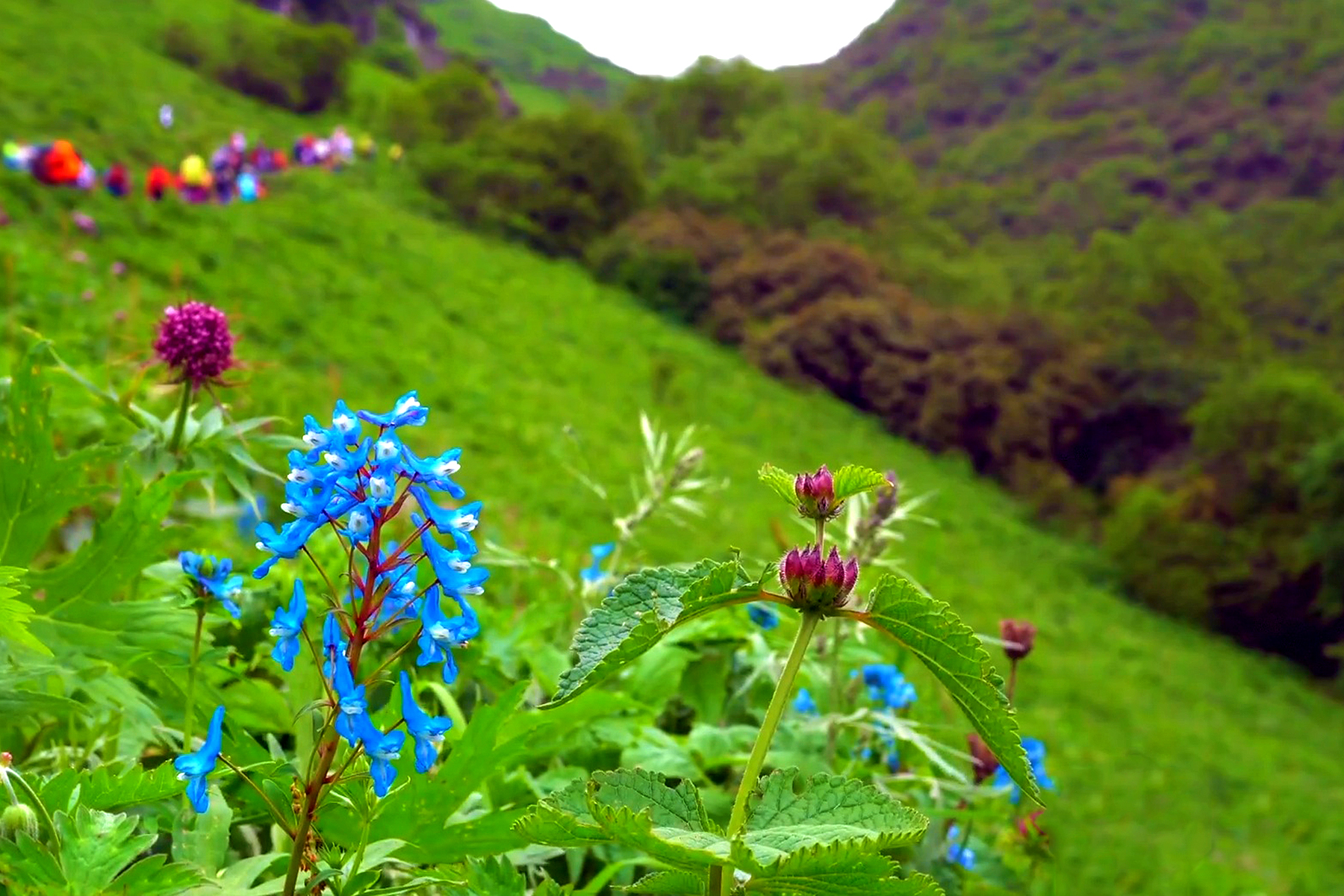 阿坝藏族羌族自治州哪个县最发达,阿坝每个县的经济状况